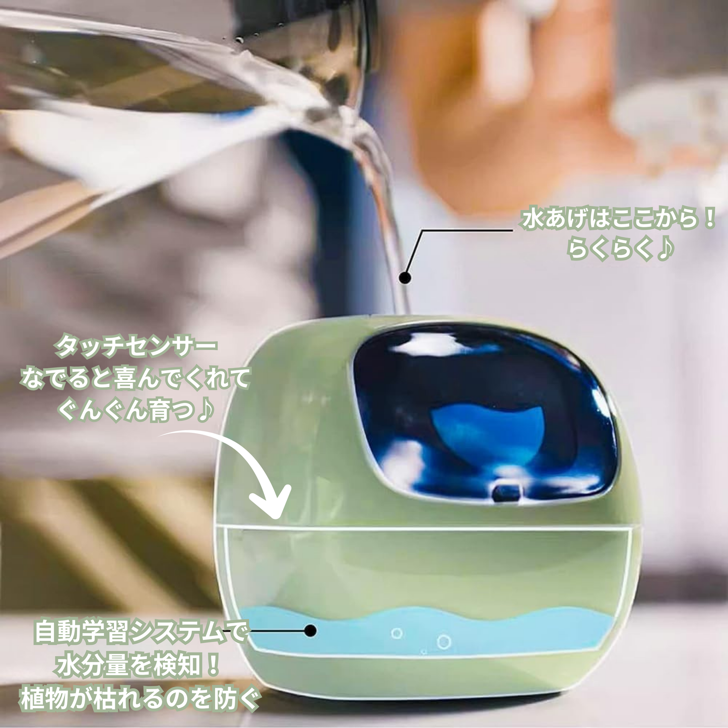 ペットプラント